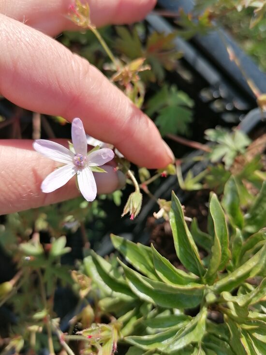 Geranium asphodeloides Alba